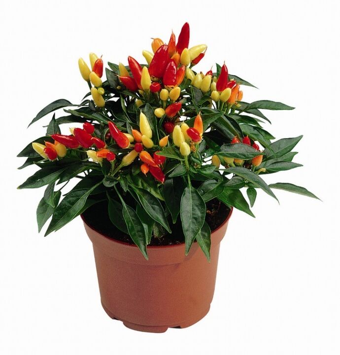 capsicum capsicum in HondroFrost bei Polyarthritis